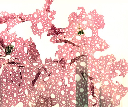 seaweed Kallymenia.Gulf of Mexico